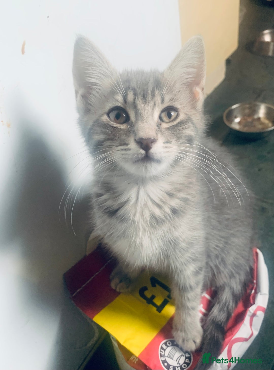 Mixed Breed cats for sale: Little ones are looking for home - Image 7