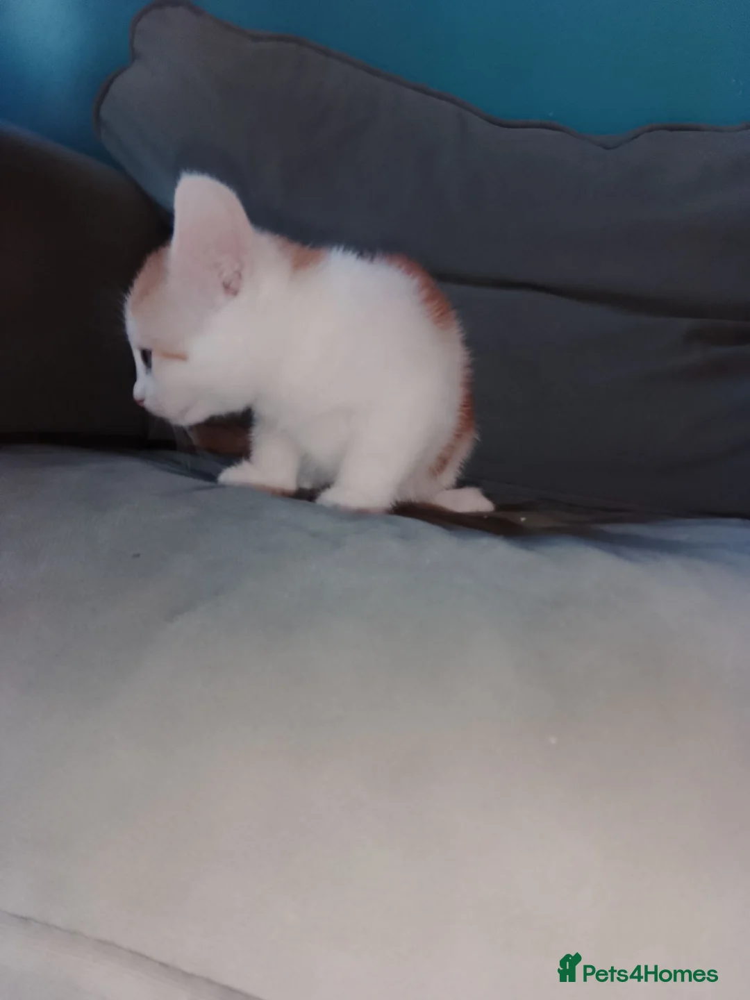 Mixed Breed cats for sale: Girl kitten  - Advert 2