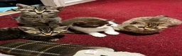 American Shorthair cats for sale: Beautiful Tabby Kittens Ready for Loving Homes - Advert 16