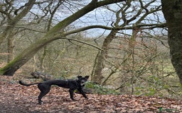 Mixed Breed dogs for sale: Lurcher Collie Cross - Image 2