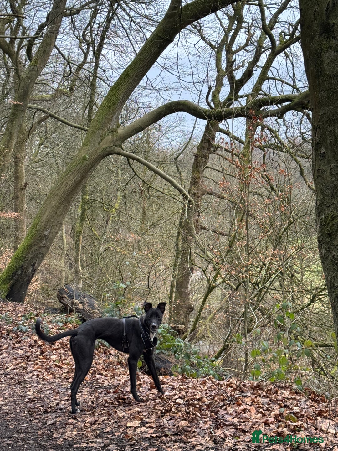 Mixed Breed dogs for sale: Lurcher Collie Cross - Image 2