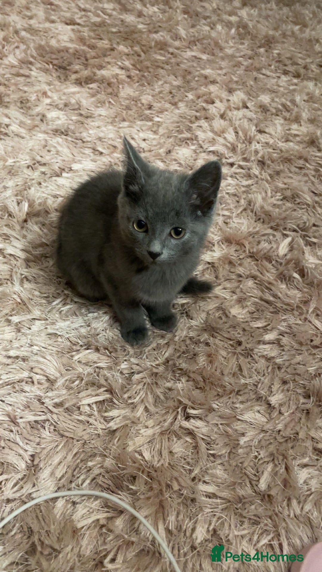 Mixed Breed cats for sale: Last boy looking for new home - Advert 3