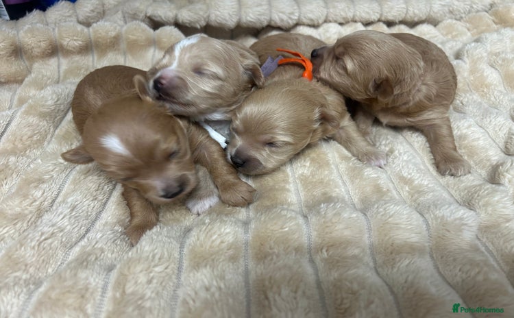 Maltipoo dogs - Advert 12