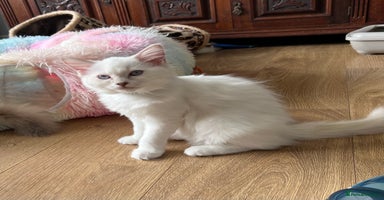 Ragdoll cats - Advert 1