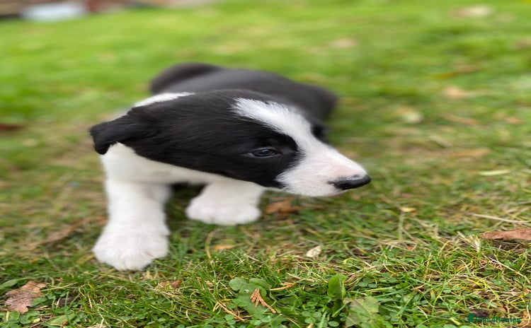 Border Collie dogs 3 Border Collie Pups For Sale - Advert 11