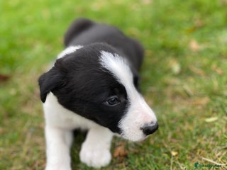 Border Collie dogs 3 Border Collie Pups For Sale - Advert 13