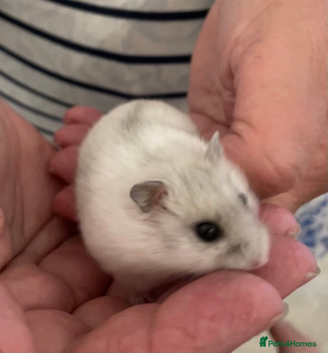 Hamster rodents for sale: Baby Winter White Russians from our show stock  - Image 5