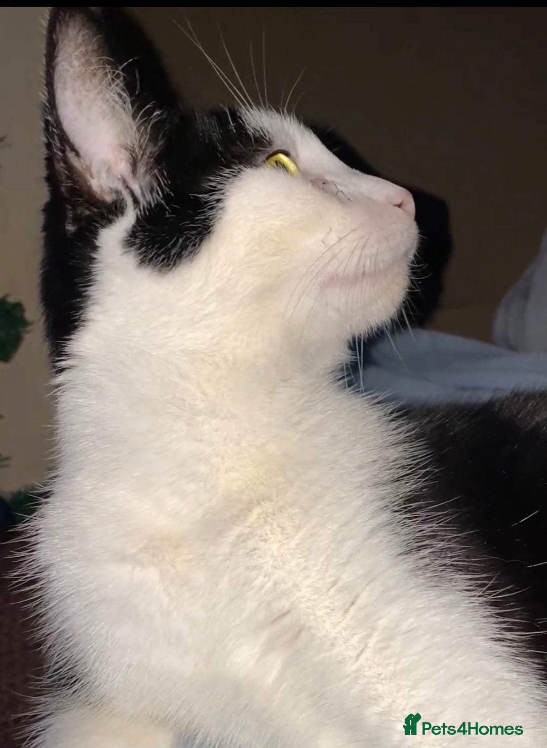 British Shorthair cats for sale: 3 stunningly gorgeous baby’s  - Advert 1