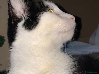 British Shorthair cats 3 stunningly gorgeous baby’s - Advert 1