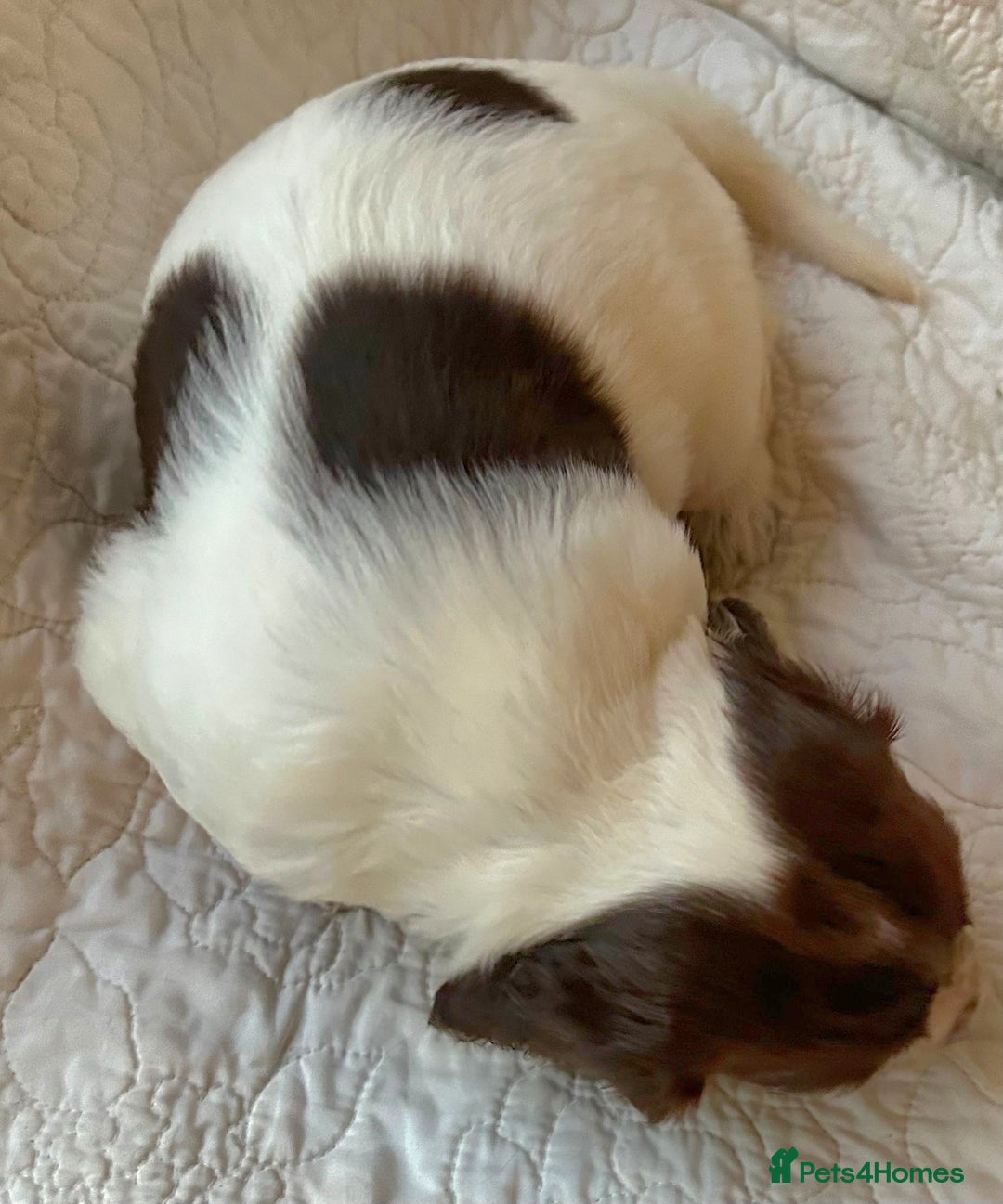 Cocker Spaniel dogs for sale: HEALTH CHECKED KC REG WORKING COCKER SPANIELS  - Advert 4