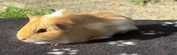 Guinea Pig rodents for sale: Beautiful female guinea pigs  in Chippenham - Advert 6