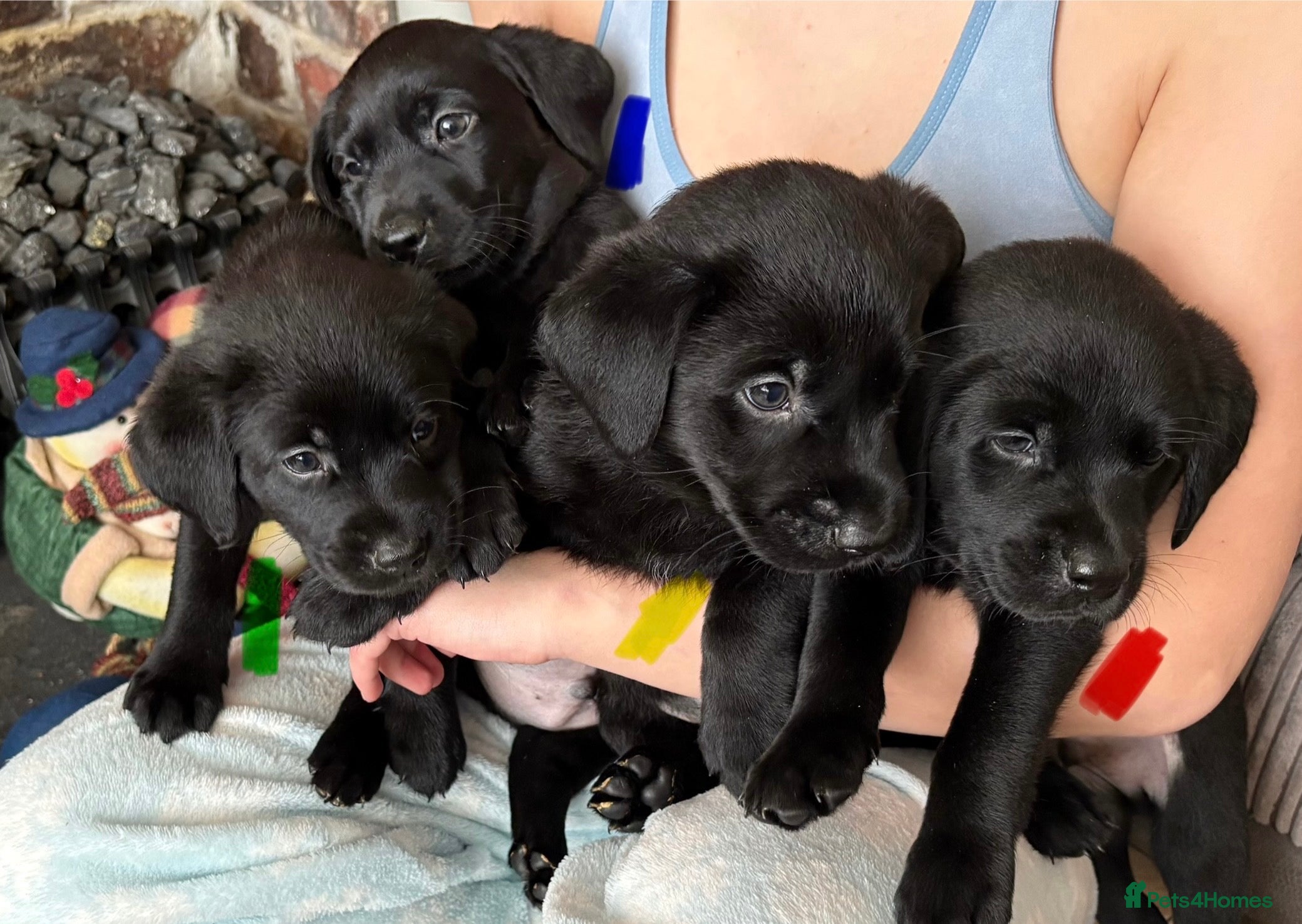 Labrador Retriever dogs Gorgeous chunky black lab pups🖤 - Advert 2