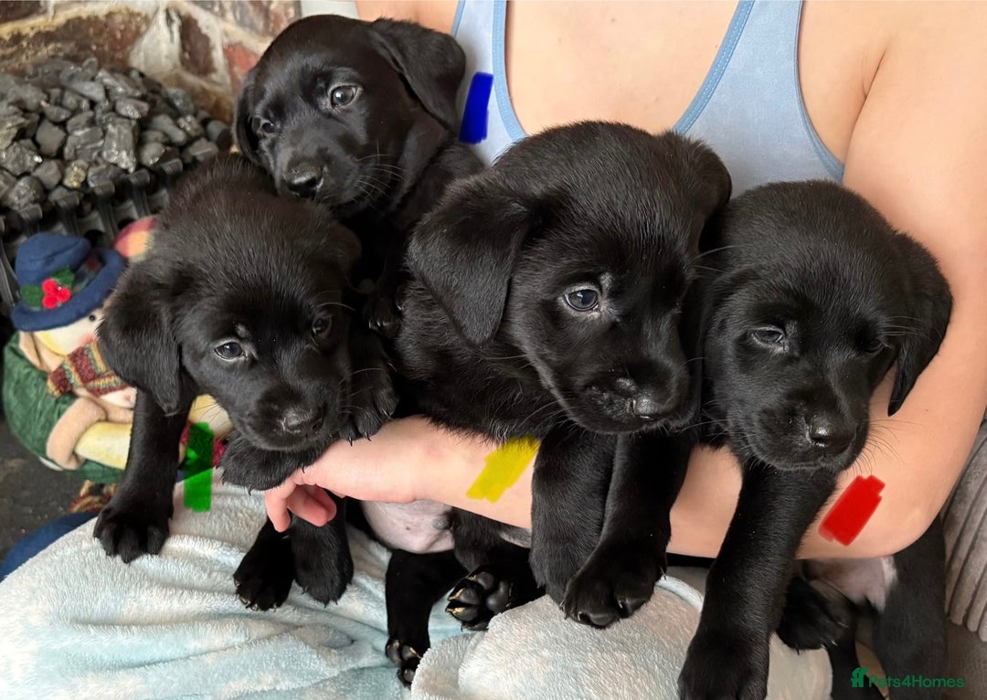 Labrador Retriever dogs for sale: Gorgeous chunky black lab pups🖤 - Advert 3