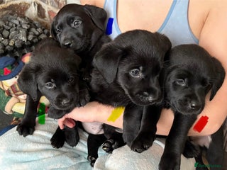 Labrador Retriever dogs Gorgeous chunky black lab pups🖤 - Advert 9