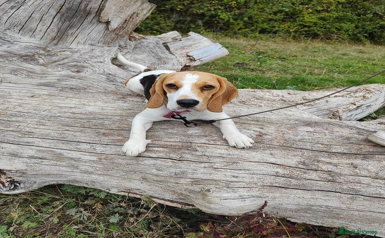 Beagle dogs - Advert 1