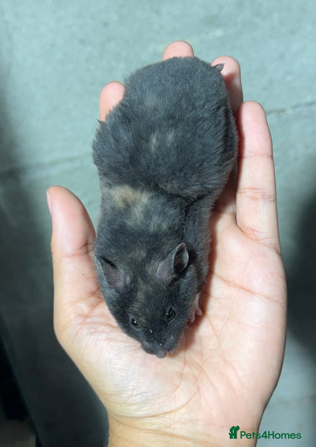 Hamster rodents for sale: STUNNING, TAME, PEDIGREE BABY SYRIAN HAMSTER - Image 5