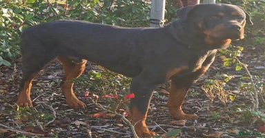 Rottweiler dogs 🔥 “Simba the Great — Now Available!” - Advert 6