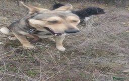 Mixed Breed dogs for adoption: 🐺 WOLFIE – A Brave Soul Ready for a New Life 🖤 - Advert 26