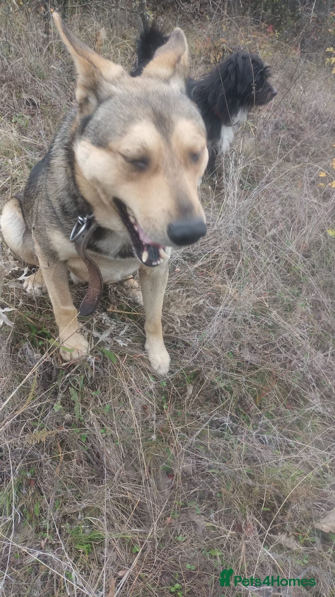 Mixed Breed dogs for adoption: 🐺 WOLFIE – A Brave Soul Ready for a New Life 🖤 - Advert 26