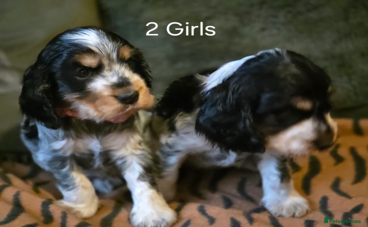 Cocker Spaniel dogs - Advert 10
