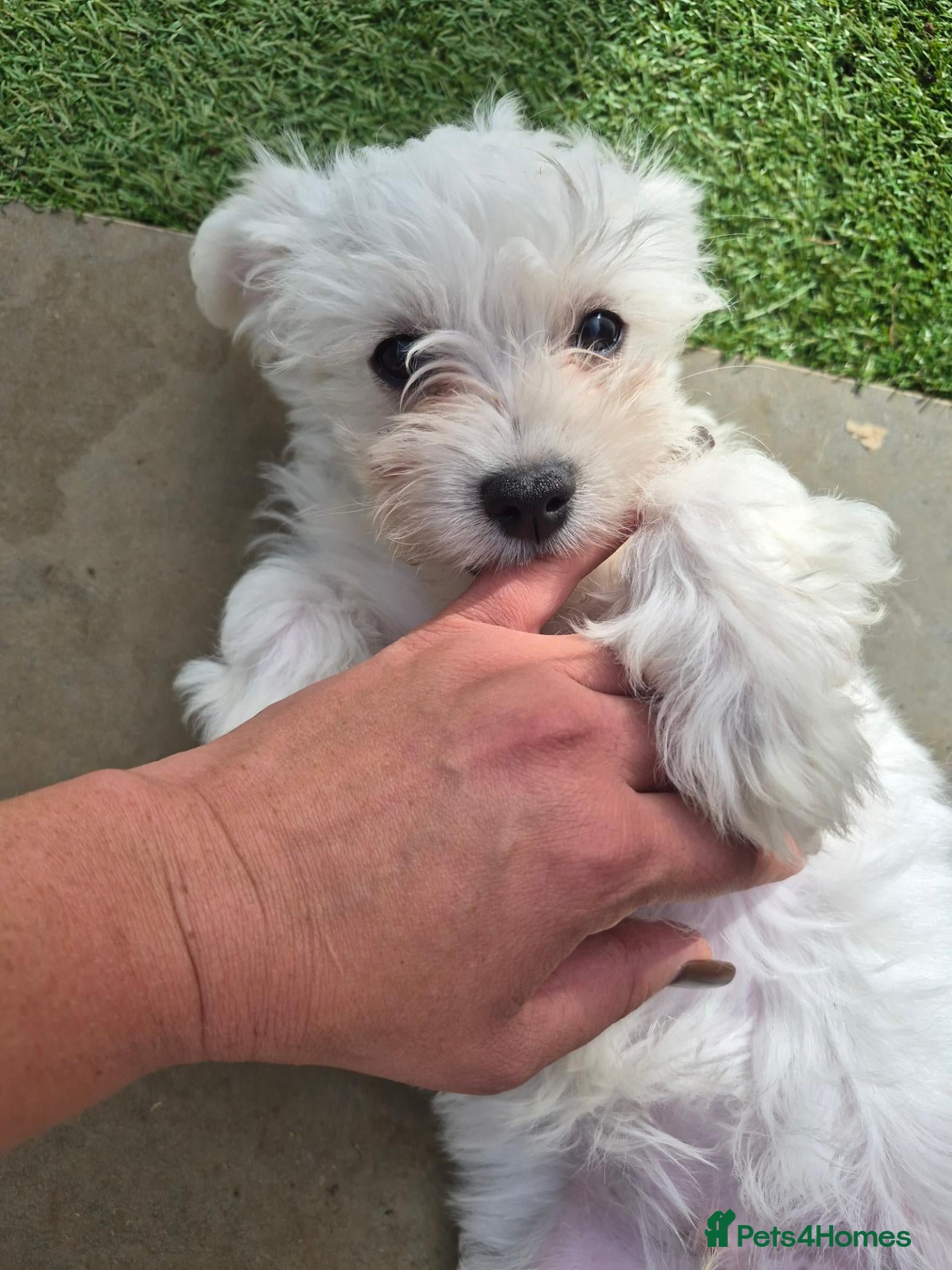 Mixed Breed dogs Maltese-Bichon puppies for sale 1 boy available - Advert 12