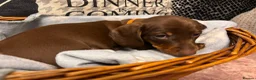 Dachshund dogs for sale: Isabella & Tan and chocolate Miniture Dachshund  in Dorchester - Advert 18