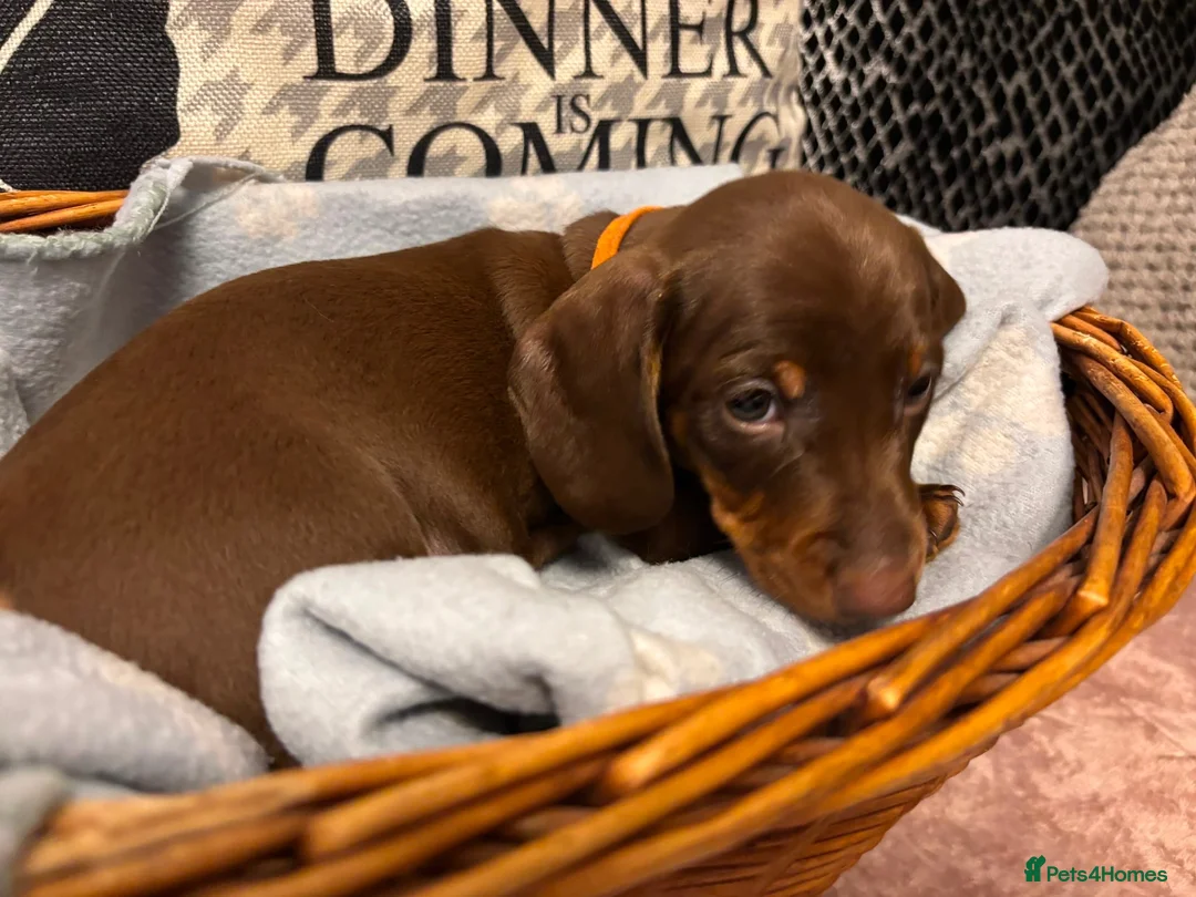 Dachshund dogs for sale: Isabella & Tan and chocolate Miniture Dachshund  in Dorchester - Advert 18