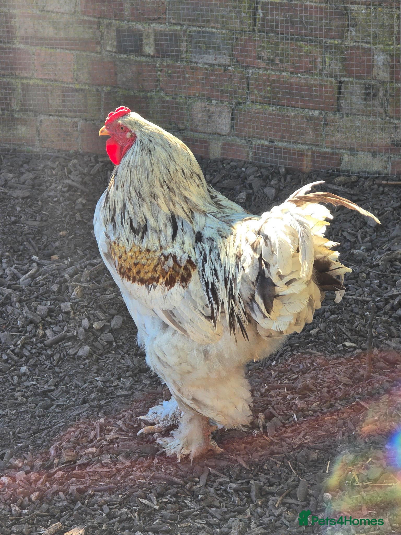 Chickens poultry 2 x Brahma boys for sale - Advert 2