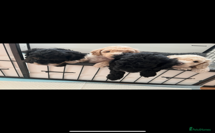 Poochon dogs - Advert 1