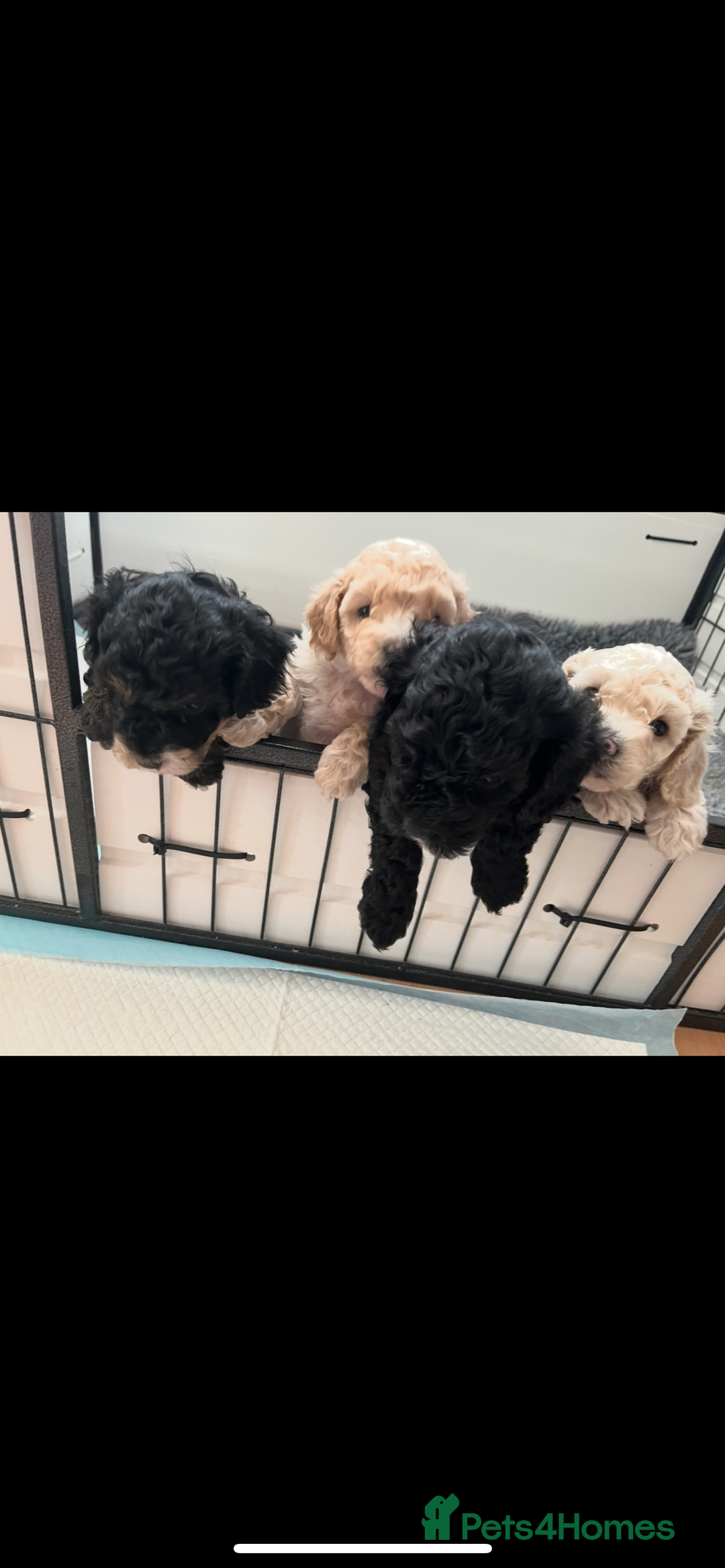 Poochon dogs for sale: 2 poochon girls available  - Image 1