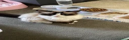 Ragdoll cats for sale: Ragdoll X Kittens  - Advert 11