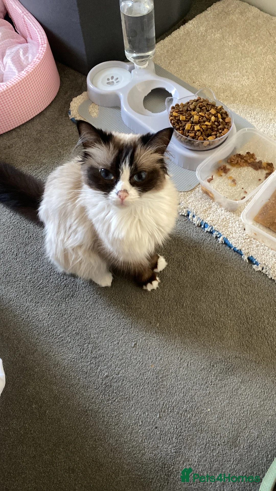 Ragdoll cats for sale: Ragdoll X Kittens  - Advert 11