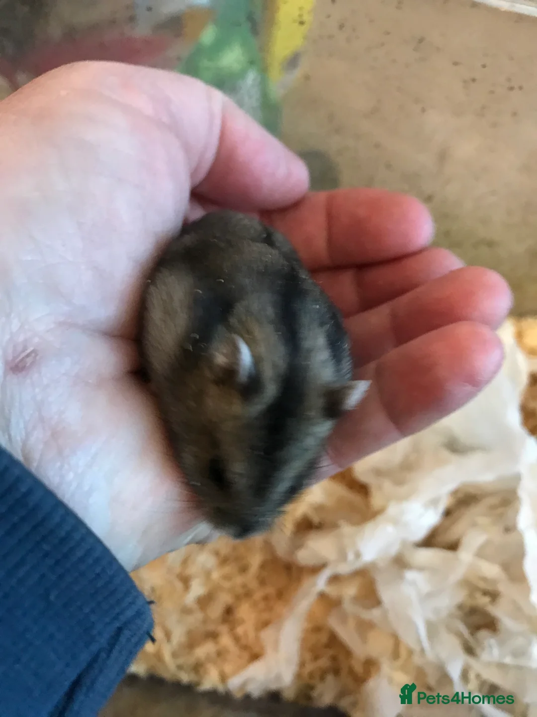 Hamster rodents for sale: Baby Winter White Russian hamsters from show stock - Advert 12