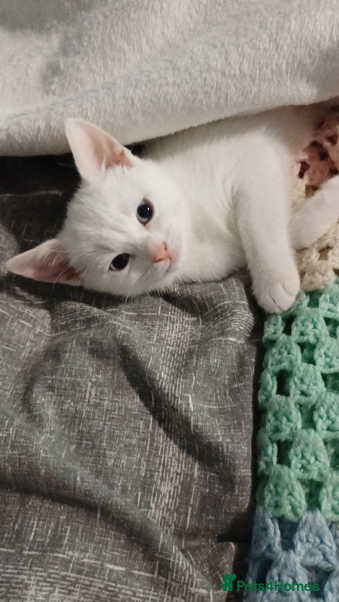 Khao Manee cats for sale: Female kitten blue eyes - Advert 8