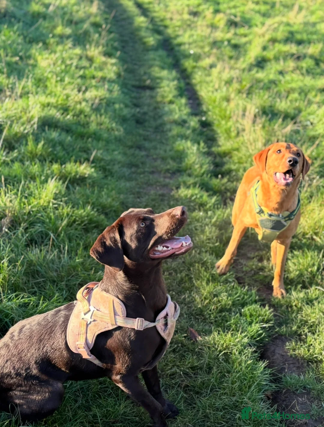 Labrador Retriever dogs for sale: Labrador Puppies - Waiting list now open - Advert 2