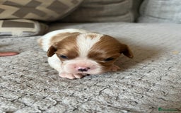 Cavalier King Charles Spaniel dogs for sale: Male and female available  - Advert 6
