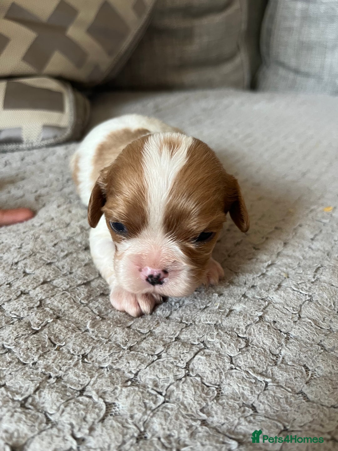 Cavalier King Charles Spaniel dogs for sale: Male and female available  - Advert 6