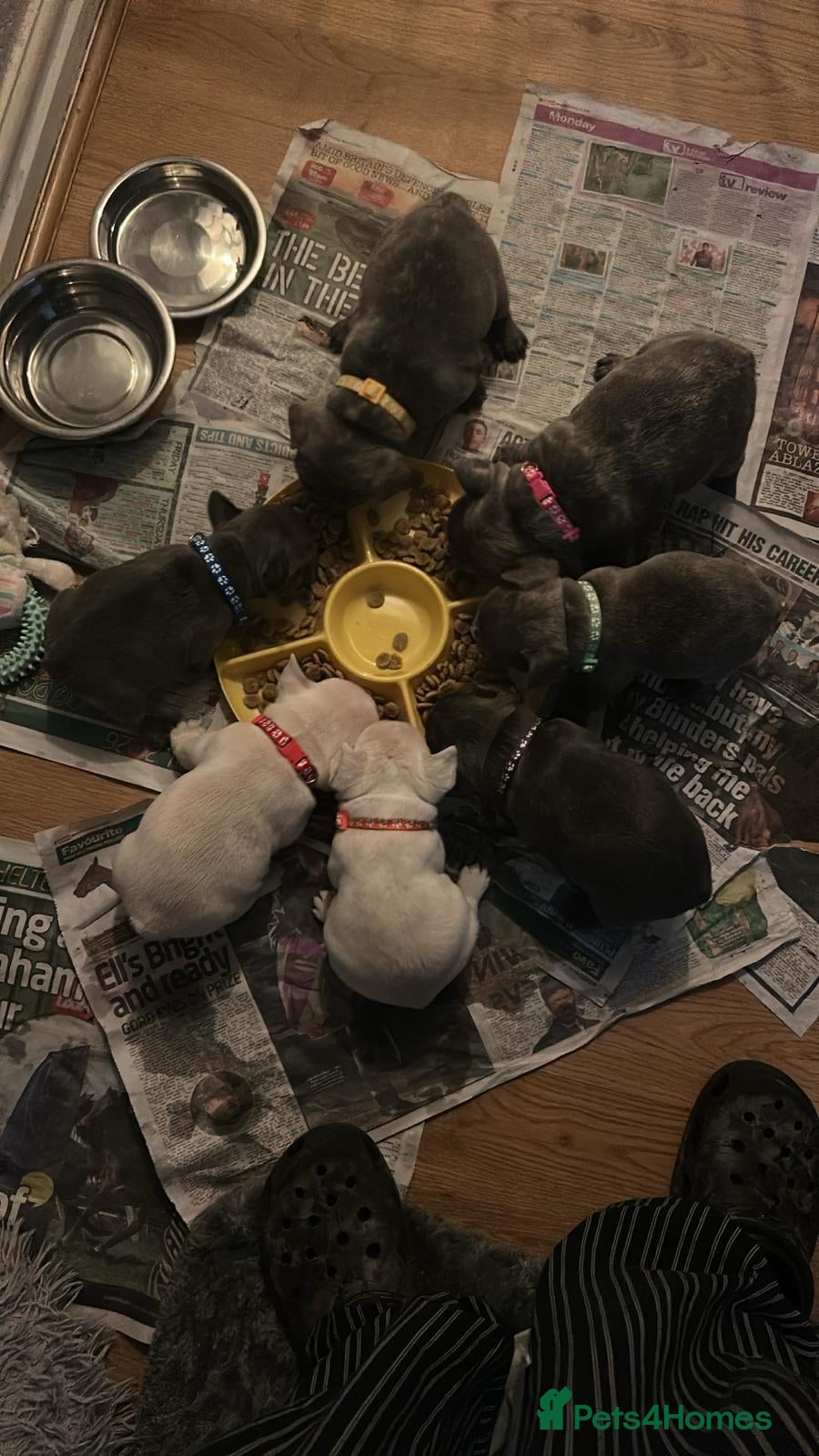 French Bulldog dogs Frenchie babies looking for their forever homes - Advert 1