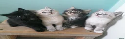 Mixed Breed cats for sale: 4 littles cuties :) - Advert 1