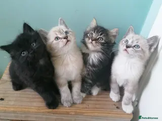 Mixed Breed cats 4 littles cuties :) - Advert 1