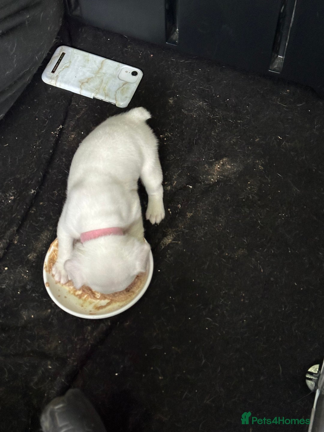 French Bulldog dogs for sale: French bulldog “fluffy” - Advert 3