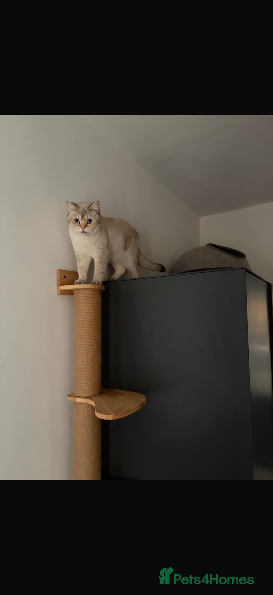 Scottish Fold cats Scottish Straight  - Advert 2