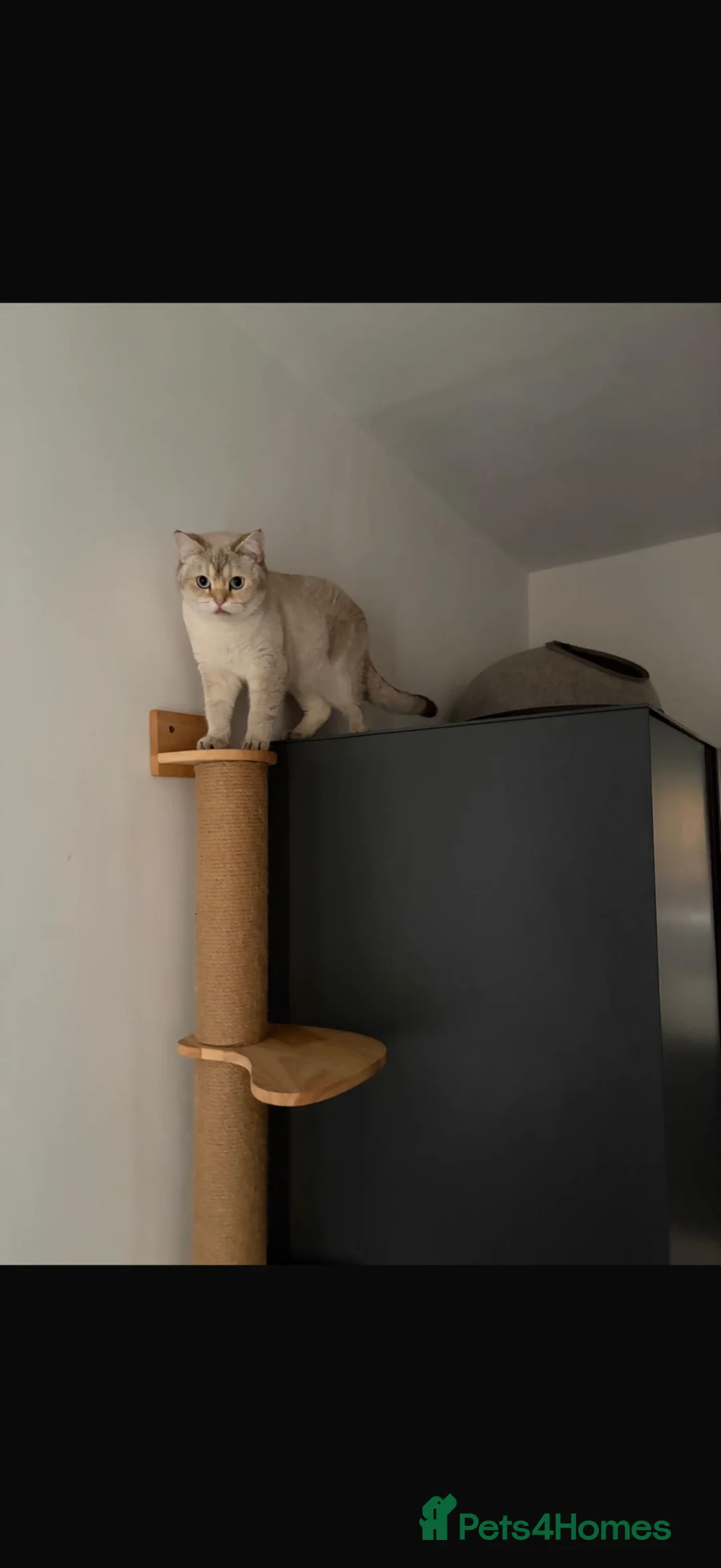 Scottish Fold cats for sale: Scottish Straight  - Advert 1