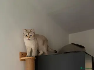 Scottish Fold cats Scottish Straight - Advert 2