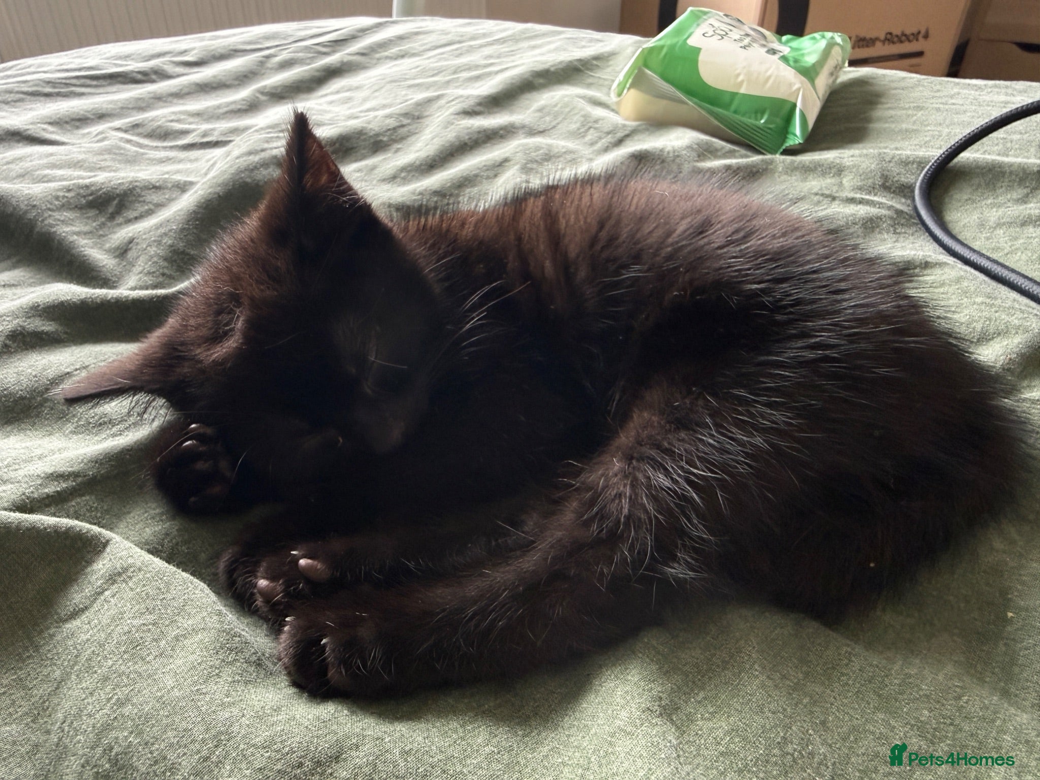 Mixed Breed cats 10 Week Old Female Kitten - Advert 13