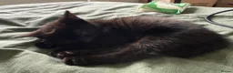 Mixed Breed cats for sale: 10 Week Old Female Kitten - Advert 1
