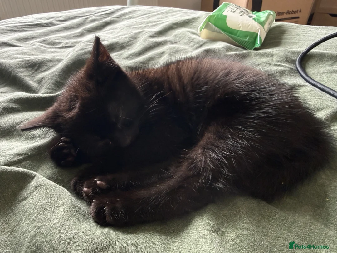 Mixed Breed cats for sale: 10 Week Old Female Kitten - Advert 1