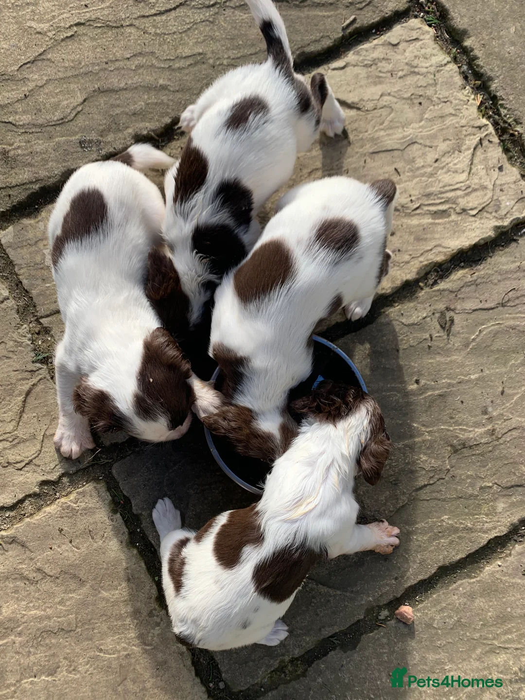 English Springer Spaniel dogs for stud: Duke of Summerisland ( Rytex stock ) - Advert 2