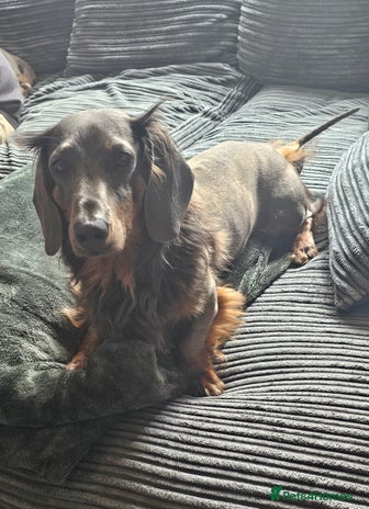 Dachshund dogs - Advert 13