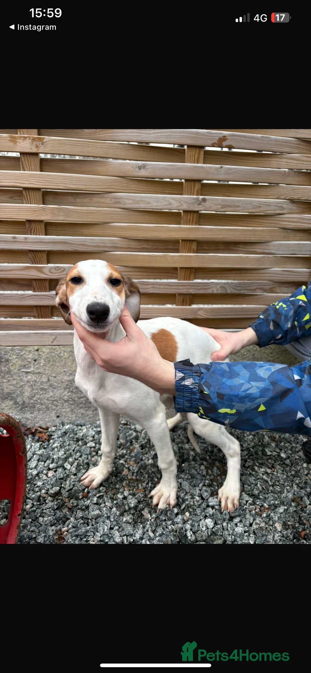 Mixed Breed dogs for sale: Saluki puppies  - Advert 9